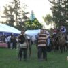 ¡A celebrar! Llega la XIX Feria Costumbrista de Purísima 2025 a Talca