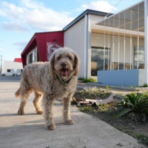 Centro Veterinario Municipal de Talca: 1 año y 50 mil servicios