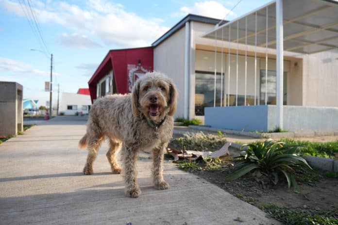 Centro Veterinario Municipal de Talca: 1 año y 50 mil servicios