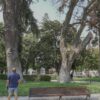 Peumo Talca: El Gigante de 150 Años de la Plaza de Armas que Dice Adiós